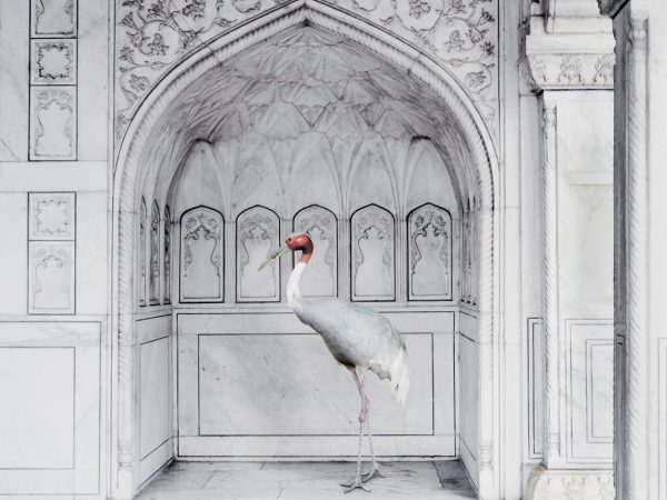 Karen Knorr Photography